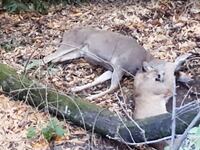 videos/2015/11/19/jogger-stumbles-upon-cougar-killing-buck/151119-deerpuma-joiner_pe6ety