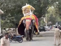 Elephant goes rogue