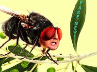 180119-greenberg-parasite-trump_uvznfv