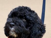 cheats/2009/04/12/meet-bo/sasha-and-malia-obama_yaswcd