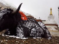 A yak at the foot of Mount Everest. A Welsh hiker was gored by a yak as she FaceTimed her family en route to a base camp on the mountain.