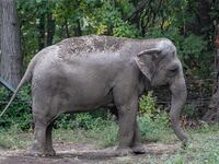 2022-05-18T020657Z_1775099644_RC2D9U9Z7BUV_RTRMADP_3_NEW-YORK-ELEPHANT_zs4yaa