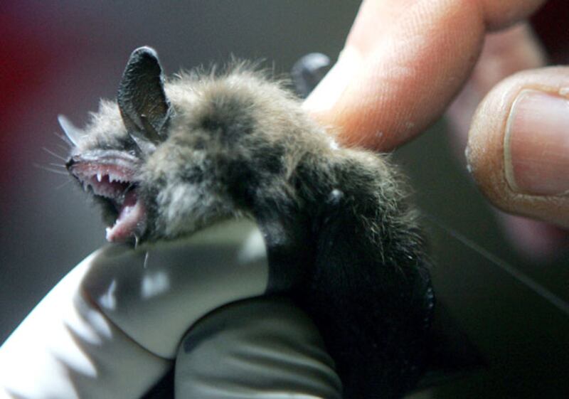 galleries/2011/01/03/animal-mysteries/animal-mysteries---bats_rojin0