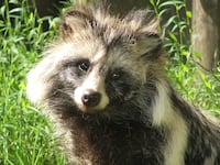 A raccoon dog