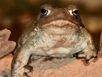 Bufo_alvarius_1zz_1_cpwpw2
