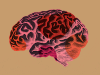 031423-kiper-brains-hero_qhev2r