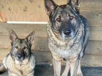 The Caviola family’s two German shepherds.