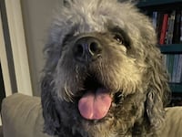 Jameson the dog was shot dead by the LAPD during a welfare check.