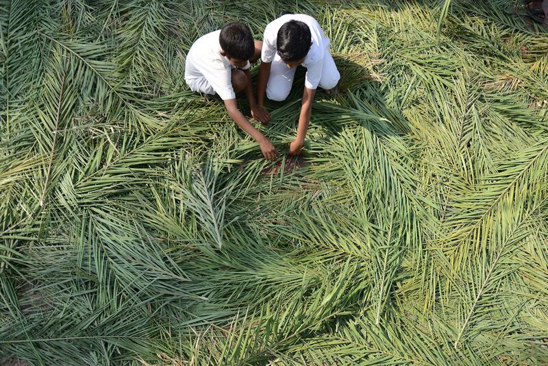 articles/2016/03/20/is-palm-sunday-a-rainforest-killer/160319-wexler-palms-embed-1_ga4ui9