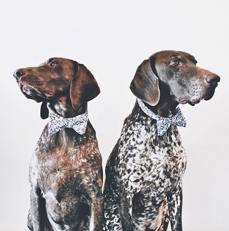 galleries/2013/08/13/the-11-best-dressed-dogs-of-instagram-photos/ifitwags_gptik2