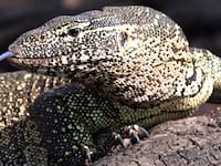 180830-Melendez-giant-lizard-tease_ra1iyf