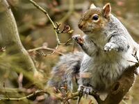 A grey squirrel forages for spring flower buds on a Japanese Maple tree at the National Botanic Gardens in Dublin, Ireland, March 23, 2021.