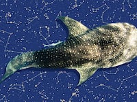 171213-francis-whale-shark-hero_v0voed