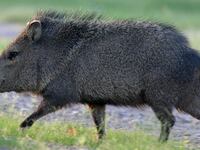 Running_Javelina_snomao