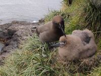 Conservationists have estimated that if they do nothing to stop the mice from breeding, 19 species of seabirds, including rare wandering albatrosses, will vanish from the island within 50 to 100 years.