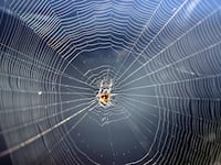 videos/2016/05/18/the-man-made-spider-webs-created-by-scientists/160518-Place-man-made-spider-webs-Tease_w3ugx7