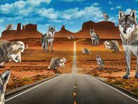 220809-Tran-US-Wolves-Beavers-express-tease_uy4din