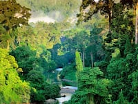 articles/2017/05/03/where-the-earth-s-forests-are-deadly-silent/170502-Shoumatoff-Dispatches-from-a-Vanishing-World-tease_lbgmsr