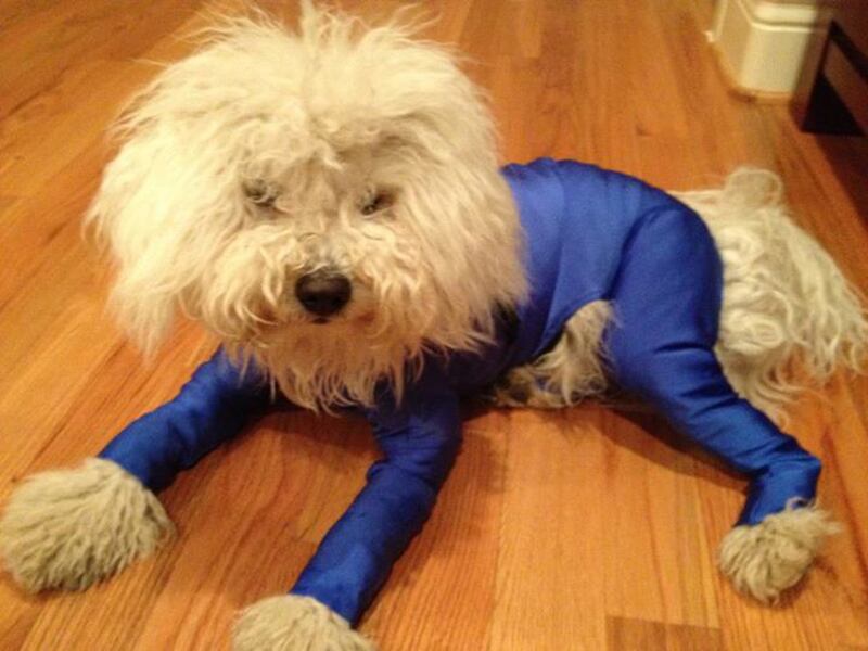 galleries/2013/08/13/the-11-best-dressed-dogs-of-instagram-photos/beast_wspt8w
