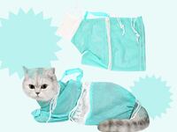 catbaghero_yhk2iv