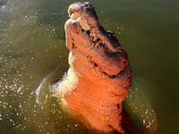 crocodile leaping out of the water towards a piece of meat