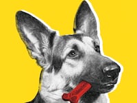 170623-moss-dogs-tease_gm1yjb