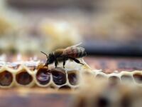 articles/2013/05/08/declining-bee-populations-may-lead-to-significant-agricultural-losses-in-u-s/130508-honey-bee-decline-gross-tease_mtlg6u