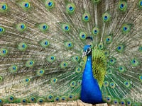A peacock cartwheels in front of a crow in the garden of the United Nations in Geneva, Switzerland, April 30, 2024.