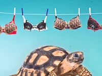 turtle tortoise bikini print richard dick vogt herpetology herpetologist jimh18 david sever willem roosenberg lori neumann lee priya nanjappa
