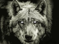 221122-Bender-Infected-Wolves-tease_frwb0a