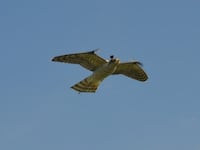 robot-falcon-RF-Storms_wuzf08