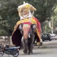 Elephant goes rogue