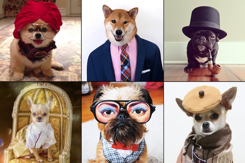 galleries/2013/08/13/the-11-best-dressed-dogs-of-instagram-photos/130813-most-fashionable-dogs-tease_sjllsm
