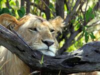 Lion rests its head on a tree branch
