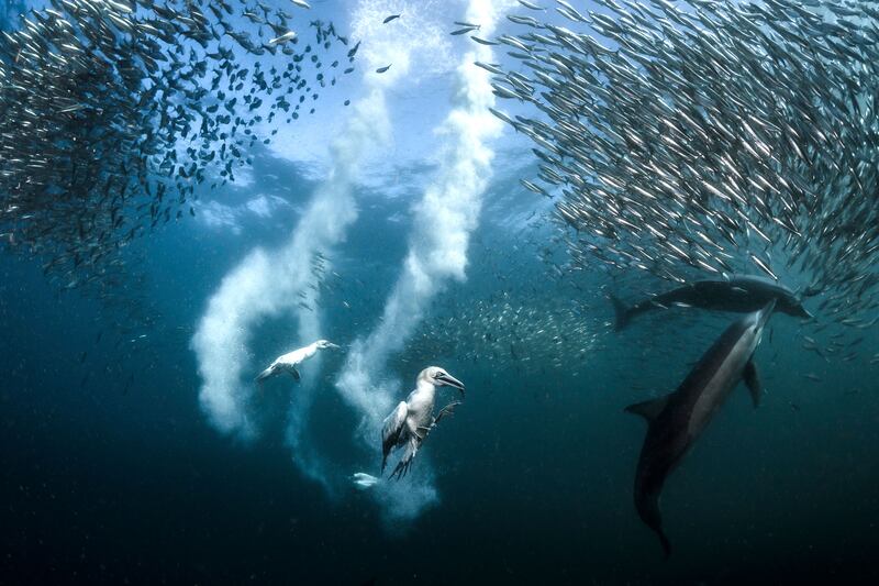 galleries/2016/12/13/national-geographic-nature-photographer-of-the-year-winners/161212-NGNP-01-greg-tease_f6cclh