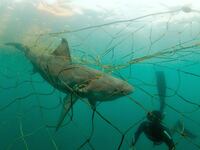 articles/2014/03/23/new-report-reveals-u-s-fisheries-killing-thousands-of-protected-and-endangered-species/140321-fisheries-haglage-tease_d8mwhn
