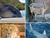 galleries/2012/01/05/amazing-and-bizarre-hybrid-animals-shark-liger-zebroid-and-more-photos/hybrid-animal-gal-tease-NEW_gnrtem