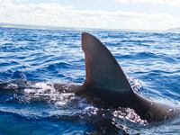 Shark in the water