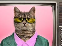 articles/2015/06/27/i-watched-100-cat-videos-for-science/150626-stern-cat-videos-tease_lljjbi