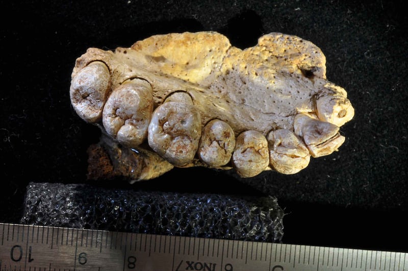 180128-moss-jawbone-embed-3_ezopbp