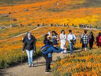 200403-ross-superbloom-tease_pr4qyi