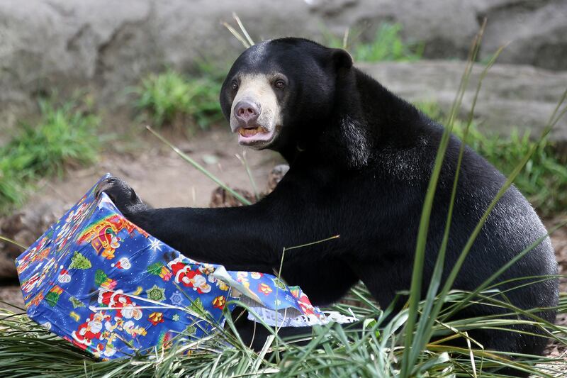 galleries/2012/12/20/santa-s-favorite-critters-animals-enjoy-holiday-gifts-photos/xmas-animals-bear_aocw7o