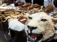 articles/2014/07/20/the-10-billion-pet-cheetah-and-chimp-industry/140717-airport-confiscated-5_ogaiml