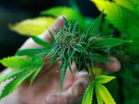cheats/2017/04/20/pot-legalization-support-at-all-time-high/170420-pot-legalization_amahth
