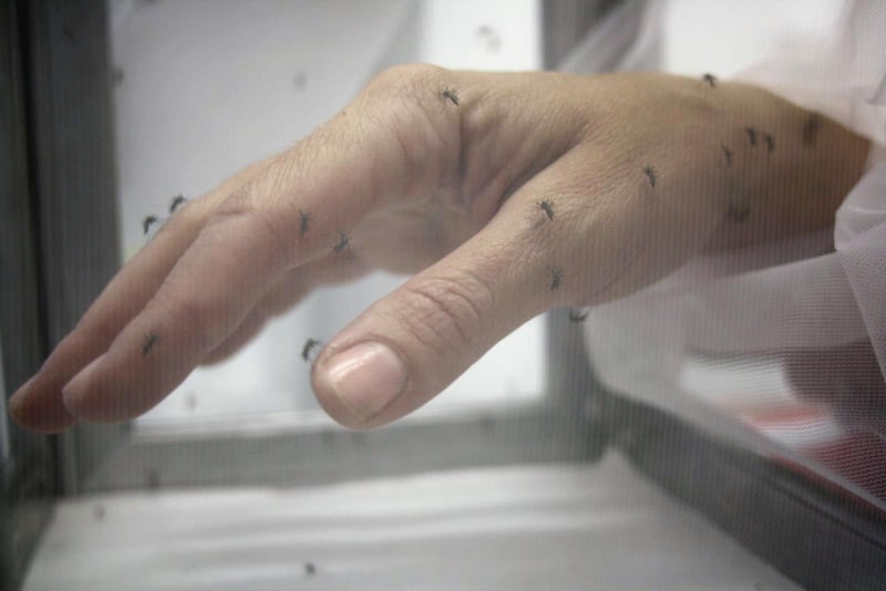 articles/2013/08/06/mosquitoes-love-some-people-more-and-science-wants-to-know-why/130806-mosquito-dzieza-tease_qegj10