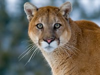 Mountain Lions in the mountains of Montana, United States (Photo by: Dennis Fast / VWPics/Universal Images Group via Getty Images)