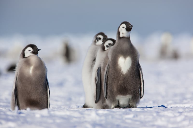 galleries/2012/02/11/animals-with-heart-shaped-marks-photos/heart-shapes-penguin_pogruo