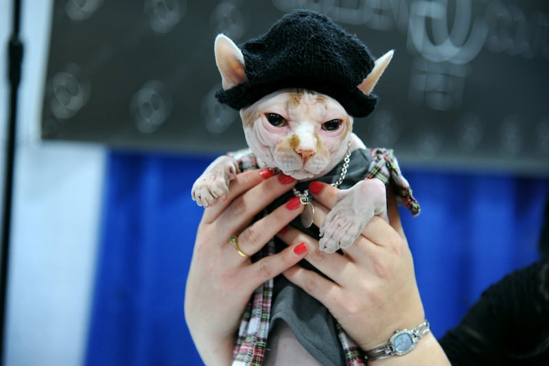 articles/2013/09/30/kitty-cature-fashion-show-an-amazing-dog-and-cat-fashion-show-happened-in-new-york-this-weekend/130929-dog-cat-fashion-tease_ducebo