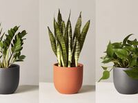 nationalplantday_xrdmmk