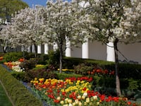 Rose Garden, 2007